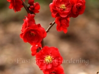 Double Take Scarlet Storm